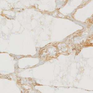 Calacatta Cremo
