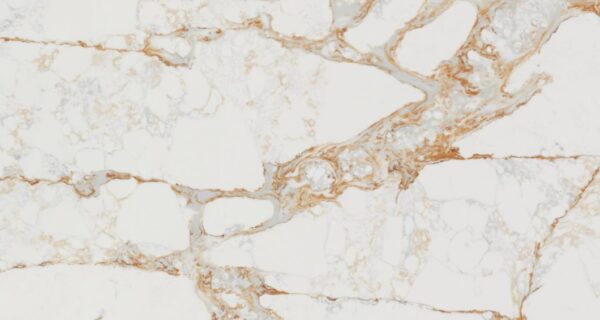 Calacatta Cremo