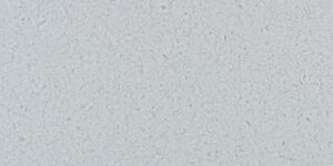 Atlantic Gris