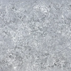 Glacier Forest